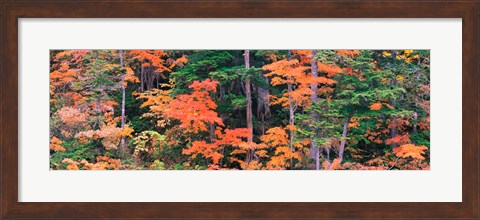 Framed Forest in Norikura Gifu Japan Print