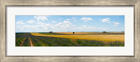 Framed Lavender and wheat fields, Plateau de Valensole, Alpes-de-Haute-Provence, Provence-Alpes-Cote d&#39;Azur, France Print