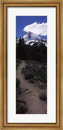 Framed Wildflowers along a trail with mountain in the background, Cloud Cap Trail, Mt Hood, Oregon, USA Print