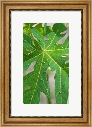 Framed Raindrops on papaya tree leaf, La Digue, Seychelles Print