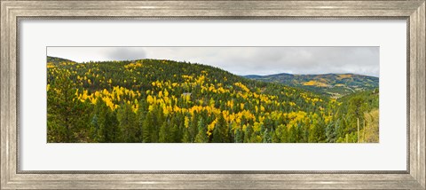 Framed Aspen hillside in autumn, Sangre De Cristo Mountains, Angel Fire, New Mexico, USA Print