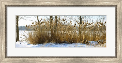 Framed Plants in a snow covered field, Saint-Blaise-sur-Richelieu, Quebec, Canada Print