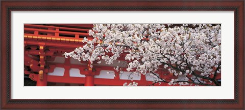 Framed Cherry Blossom Kamigamo Shrine Kyoto Japan Print