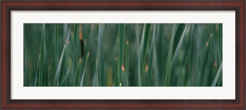 Framed Close-up of weeds Print