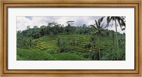 Framed Terraced rice field, Bali, Indonesia Print