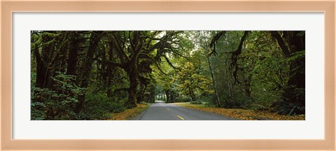 Framed Road passing through a rainforest, Hoh Rainforest, Olympic Peninsula, Washington State, USA Print