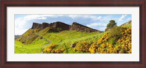 Framed Gorse bushes growing on Arthur&#39;s Seat, Edinburgh, Scotland Print