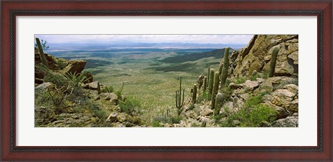 Framed Saguaro cactus, Tucson Mountain Park, Arizona Print