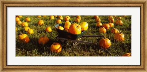 Framed Wheelbarrow in Pumpkin Patch, Half Moon Bay, California, USA Print