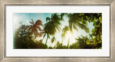 Framed Sunlight shining through the palm trees, Morro De Sao Paulo, Tinhare, Cairu, Bahia, Brazil Print