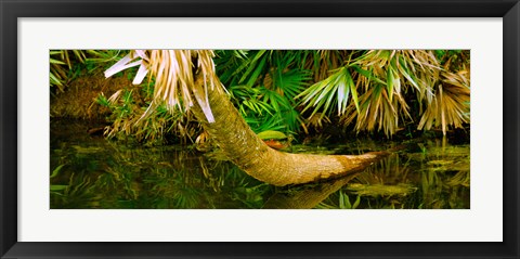 Framed Green Turtle (Chelonia mydas) in a pond, Boynton Beach, Florida, USA Print