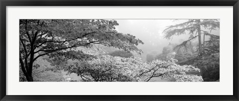 Framed Butchart Gardens, Vancouver Island, British Columbia, Canada (black &amp; white) Print