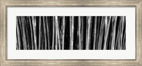 Framed Bamboo trees in a botanical garden, Kanapaha Botanical Gardens, Gainesville, Alachua County, Florida (black and white) Print