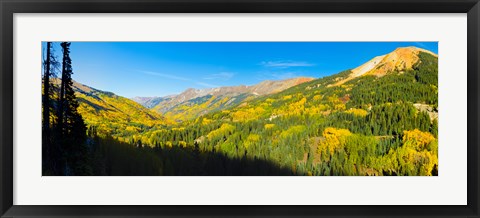 Framed Aspen trees on a mountain, Red Mountain, San Juan National Forest, Colorado, USA Print