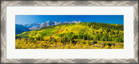 Framed Aspen trees on mountains, Uncompahgre National Forest, Colorado Print