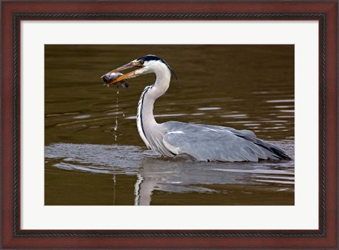 Framed Grey Heron, Kenya Print