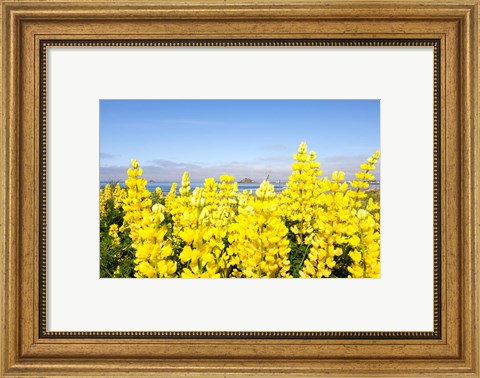 Framed Yellow lupines in a field, Del Norte County, California, USA Print