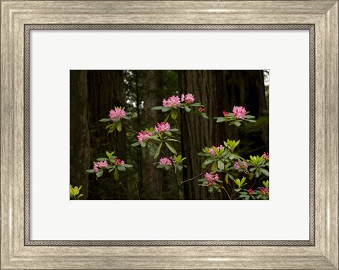 Framed Rhododendron Flowers and Redwood Trees in a Forest, Del Norte Coast Redwoods State Park, Del Norte County, California, USA Print