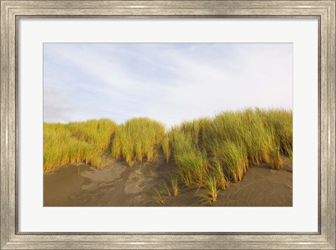 Framed Beach grass on sand, Pistol River State Scenic Viewpoint, Oregon, USA Print