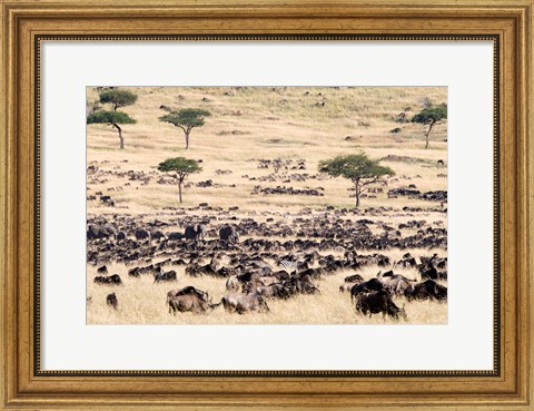 Framed Great migration of wildebeests, Masai Mara National Reserve, Kenya Print