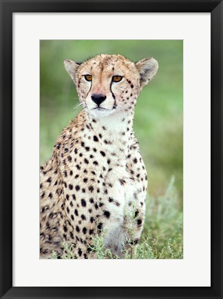 Framed Close-up of a female cheetah (Acinonyx jubatus) in a forest, Ndutu, Ngorongoro, Tanzania Print