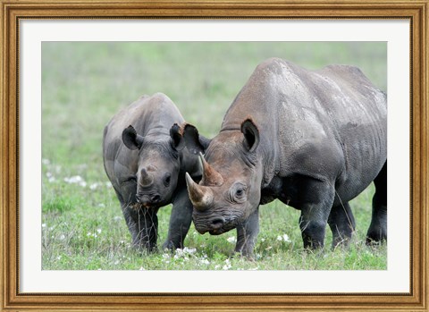 Framed Black rhinoceros (Diceros bicornis) in a field, Ngorongoro Crater, Ngorongoro, Tanzania Print