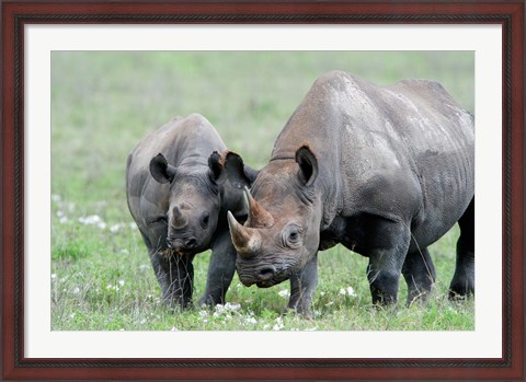 Framed Black rhinoceros (Diceros bicornis) in a field, Ngorongoro Crater, Ngorongoro, Tanzania Print