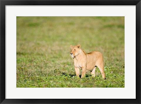 Framed Lioness (Panthera leo) standing in a field, Ngorongoro Crater, Ngorongoro, Tanzania Print