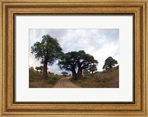 Framed Baobab Trees (Adansonia digitata) in a forest, Tarangire National Park, Tanzania Print