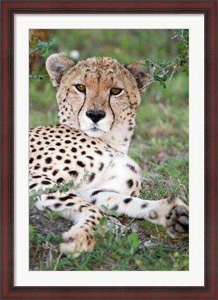 Framed Head of a Cheetah, Ndutu, Ngorongoro, Tanzania Print