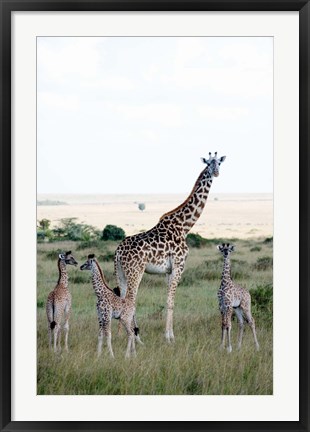 Framed Masai giraffes (Giraffa camelopardalis tippelskirchi) and calves in a forest, Masai Mara National Reserve, Kenya Print