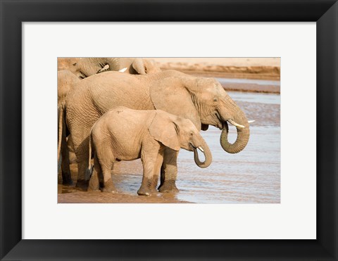 Framed African elephants (Loxodonta africana) drinking water, Samburu National Park, Rift Valley Province, Kenya Print