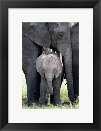Framed African elephant (Loxodonta africana) with its calf in a forest, Tarangire National Park, Tanzania Print