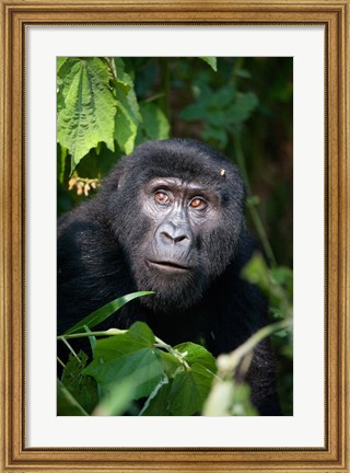 Framed Close-up of a Mountain Gorilla (Gorilla beringei beringei), Bwindi Impenetrable National Park, Uganda Print