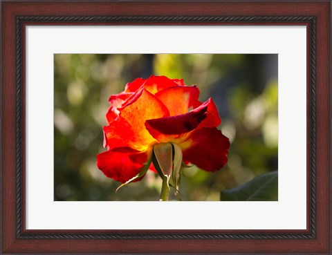 Framed Close-up of an orange rose, Los Angeles, California, USA Print