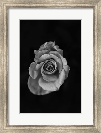 Framed Close-up of a rose Print