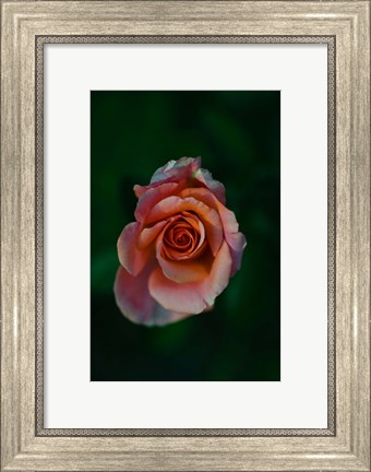 Framed Close-up of a pink rose, Beverly Hills, Los Angeles County, California, USA Print