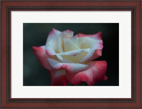 Framed Close-up of a pink and white rose, Los Angeles County, California, USA Print