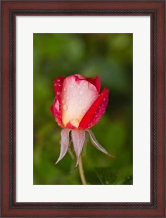 Framed Close-up of a Rose, Glendale, Los Angeles County, California Print