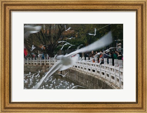 Framed People feeding the gulls in a park, Green Lake Park, Kunming, Yunnan Province, China Print