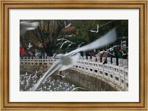 Framed People feeding the gulls in a park, Green Lake Park, Kunming, Yunnan Province, China Print