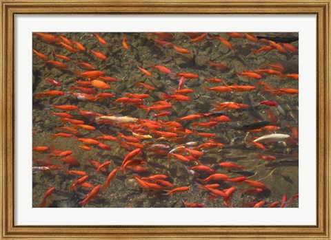 Framed Goldfish (Carassius auratus) swimming in the Yu River Canal, Old Town, Lijiang, Yunnan Province, China Print