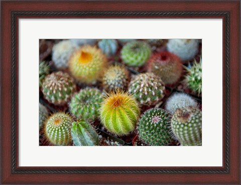 Framed Close-up of multi-colored Cacti Print