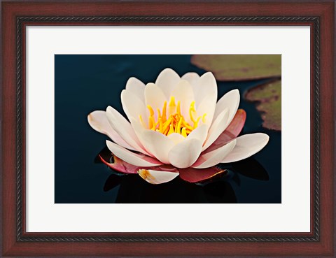 Framed Water lily in a pond, Mendocino Coast Botanical Gardens, Fort Bragg, California, USA Print