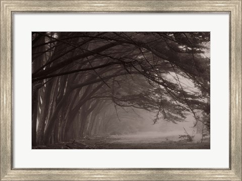 Framed Cypress trees at misty morning, Fort Bragg, California, USA Print