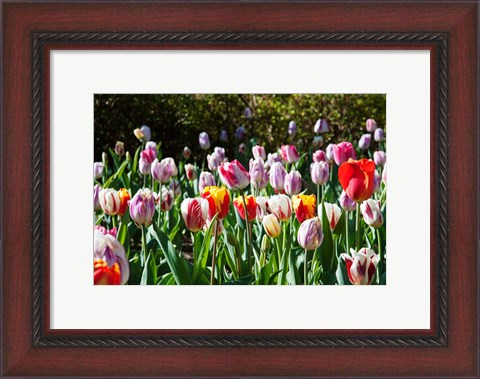 Framed Field of Tulips Print