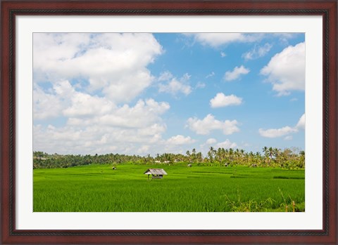 Framed Rice field, Rejasa, Penebel, Bali, Indonesia Print