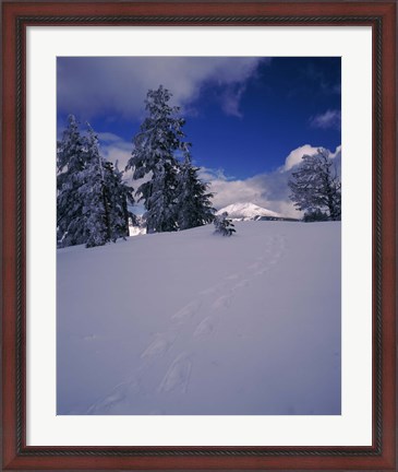 Framed Snowshoe tracks on snow, Mt. Scott, Crater Lake National Park, Oregon, USA Print