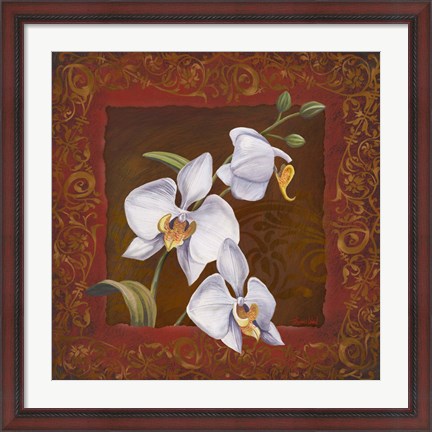 Framed Orchid Study I Print