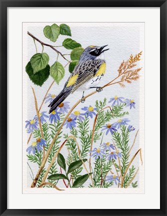 Framed Myrtle Warbler and Asters Print